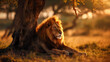 A majestic lion finds shade and repose under the crown of an acacia tree in the golden hour of sunset