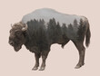 Double exposure of large bison and mountain forest