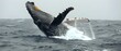 Ocean Ballet: Majestic Humpback Breach. Concept Marine Life, Humpback Whales, Ocean Conservation, Underwater Photography