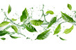 Green tea leaves floating with water splashes isolated on a transparent background