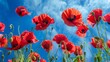 ANZAC, Remembrance Day Celebration,red poppy flowers with blue sky.A day to honour, remember, and pay our respects. 