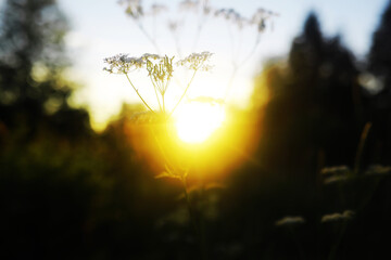 Poster - Green Leaves.Nature background. The natural background in the park, with blurred winds, fresh air and coolness.