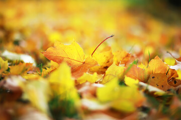 Sticker - city park without people on an autumn day, bright rays of the sun shine through the crowns of maple trees