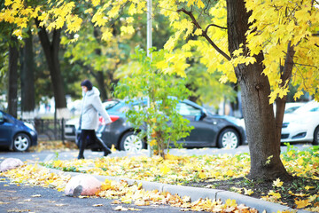 Sticker - city park without people on an autumn day, bright rays of the sun shine through the crowns of maple trees