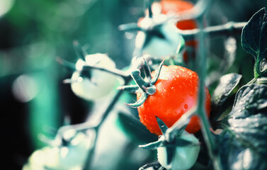 Wall Mural - The farmer harvests fresh tomatoes in the greenhouse. Ecological vegetables proper nutrition.