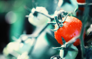 Wall Mural - The farmer harvests fresh tomatoes in the greenhouse. Ecological vegetables proper nutrition.