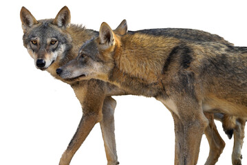 Arabian wolf (Canis lupus arabs) male and female staring on the camera Transparent PNG Background 