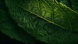 Macro texture background of star gooseberry leaf. For Design, Background, Cover, Poster, Banner, PPT, KV design, Wallpaper