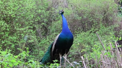 Canvas Print - Male Indian peafowl (Pavo cristatus) standing among dense green plants screaming in daytime