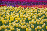 Fototapeta Góry - field of yellow tulips