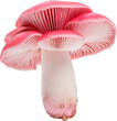 pink mushroom isolated on white or transparent background,transparency