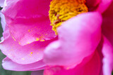 Fototapeta Góry - close up of a pink flower