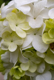 Fototapeta Góry - green and white hydrangea