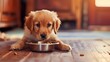 Close up puppy eating food in sunlit kitchen, concept of pet care, animal behavior with copyspace
