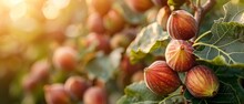 Close Shot Of Fig Fruits Hanging On Tree With A Big Blurry Backdrop For Text Or Product Advertisement, Generative AI.