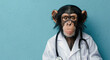 A chimpanzee in a doctor's uniform and stethoscope looking straight ahead on a teal background.