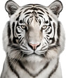 white tiger isolated on white or transparent background,transparency