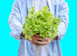 Man hold green oak lettuce vegetables basket isolated on blue background with clipping path