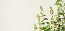 Panoramic View Of Delicate White Blossoms On Green Flowering Nettle Plants. Generative AI