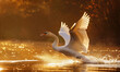 Elegant swan gracefully gliding over the water, wings spread wide against a backdrop of golden sunlight, capturing motion and grace