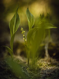 Fototapeta Storczyk - Konwalia w lesie