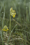 Fototapeta Storczyk - Pierwiosnek w zroszonej trawie