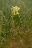Fototapeta Storczyk - Pierwiosnek w zroszonej trawie