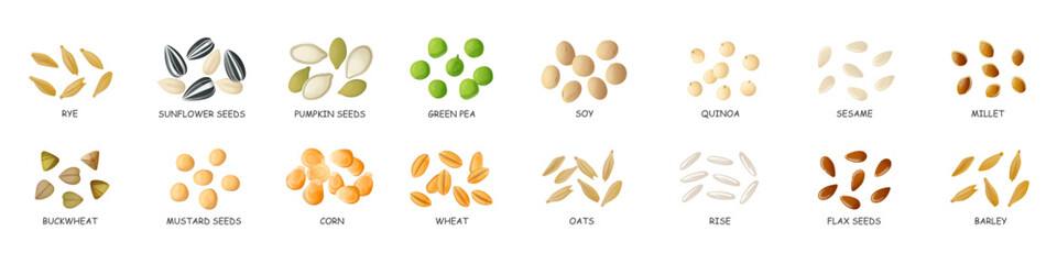 Cartoon seeds. Vector hand drawn cereal products.