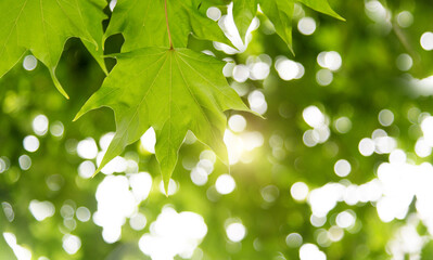 Canvas Print - Background of green maple leaves