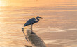 A heron hunting in the sea. Grey heron on the hunt