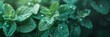 mint leafs photo overcast savana macro photo flowers,wallpaper, high quality, aspect ratio 3:1