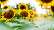 Background Of Beautiful Sunflowers Field