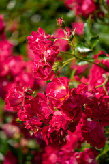 Wall Mural - pink rododendro flowers