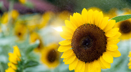 Wall Mural - Blooming sunflowers in the rain