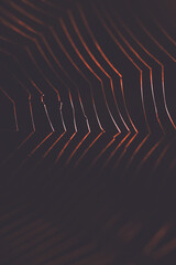 Wall Mural - spider web