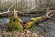 Broken old tree with moss and rot fallen in a swamp