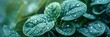 tea leafs photo overcast savana macro photo flowers,wallpaper, high quality, aspect ratio 3:1