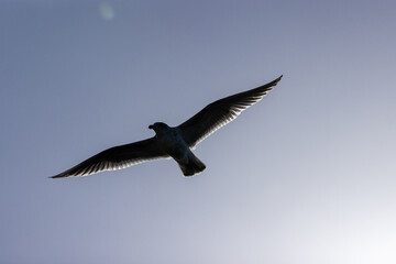 Poster - seagull in flight