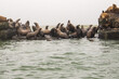 A group of sea lions on a rock
