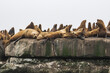 A group of sea lions on a rock