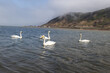 a flock of swans on the water