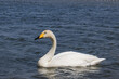 The whooper swan floats on the water