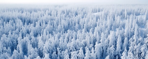 Wall Mural - Panoramic view of a winter wonderland, with an icy and snowy forest landscape stretching out beneath the clear sky.