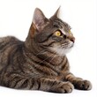 A tabby cat with striking yellow eyes laying down and looking intently off-camera.