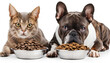 cat and dog sitting in front of bowls with food isolated on white background