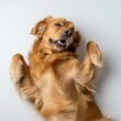 A happy golden retriever dog lying on its back with a joyful expression against a light background.