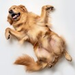 A golden retriever lies on its back, legs in the air, in a moment of happiness and relaxation.