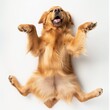 An adorable golden retriever lying on its back with paws up in a playful pose against a clean white background.