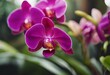 AI generated illustration of vibrant purple orchid flowers in full bloom, glowing brightly