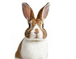 Rabbit Isolated On White Background, Ai Illustration